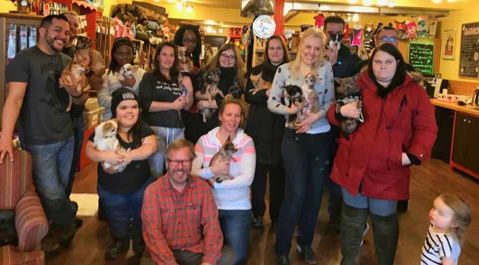 rencontre-chihuahuas-longueuil