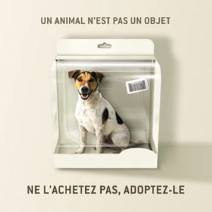 Favorisez l'adoption animale