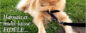 harnais fidele canin disponible chez Heidi & cie