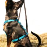 Le harnais Farley est offert chez Heidi et cie!