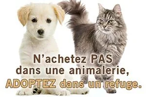 Nous aimons les chiots - Ne les achetez pas en animaleries!
