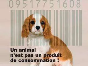 On n'offre pas un animal en cadeau car il faut que ce soit réfléchi