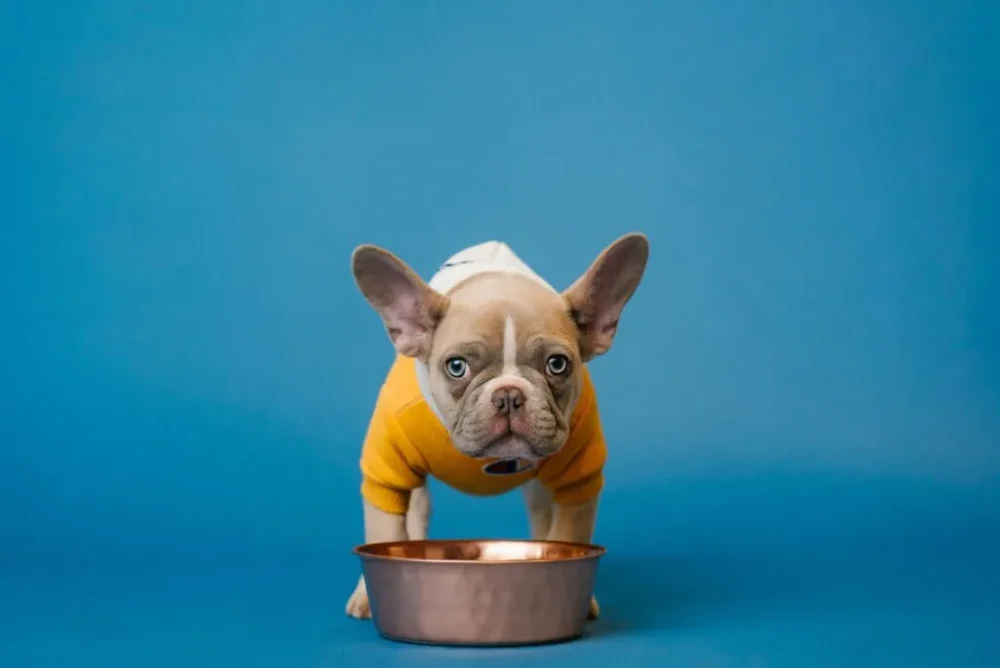 Que faire si mon chien ou mon chat devient difficile à nourrir ?