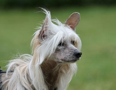 chien en santé pelage brillant omega 3